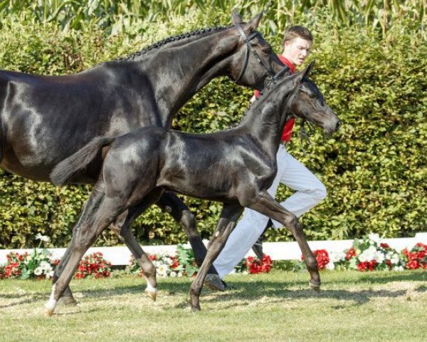 dressage horse Salsa (Westphalian, 2016, from Sir Heinrich OLD)