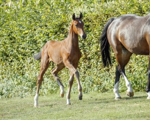 broodmare Casaldira (Westphalian, 2016, from Casallco)