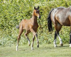 broodmare Casaldira (Westphalian, 2016, from Casallco)