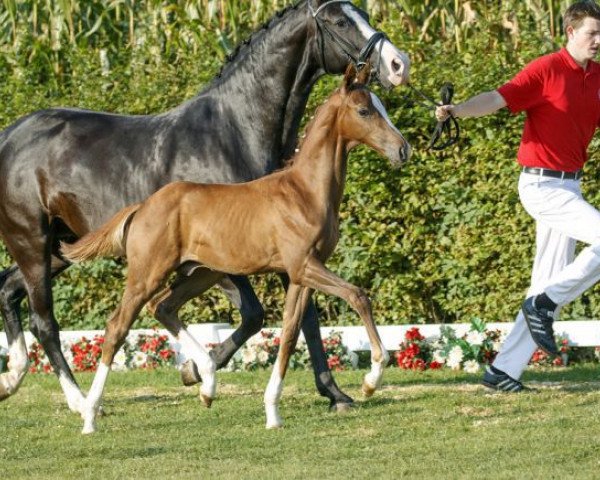 Dressurpferd Vicente (Westfale, 2016, von Vivaldi)