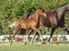 broodmare Abba (German Riding Pony, 2016, from A new Star II)