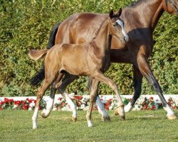 dressage horse Indien 4 (Westphalian, 2016, from Sir Heinrich OLD)