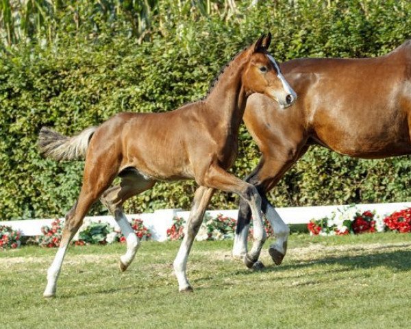 dressage horse Enrique (Westphalian, 2016, from Escolar)