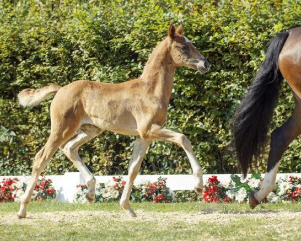 dressage horse Sakura (Westphalian, 2016, from Sir Heinrich OLD)