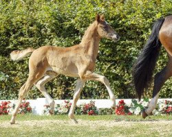 dressage horse Sakura (Westphalian, 2016, from Sir Heinrich OLD)