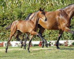 Zuchtstute Falabella (Westfale, 2016, von Franziskus FRH)