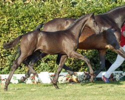 Dressurpferd Double Niro (Westfale, 2016, von Dante Weltino Old)