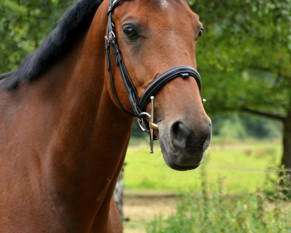 Springpferd Carlsberg 8 (Zweibrücker, 2008, von Conteur)