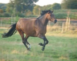 Zuchtstute Rustica (Deutsches Reitpony, 2005, von Halifax)