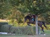 jumper Fancherry G (German Warmblood, 2008, from Con Sherry)