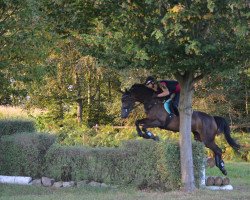 Springpferd Fancherry G (Deutsches Reitpferd, 2008, von Con Sherry)