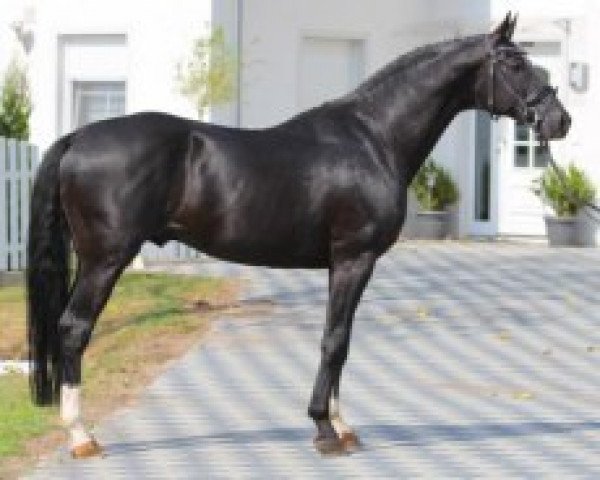 stallion Ricardo Star (Hanoverian, 2006, from Rascalino)