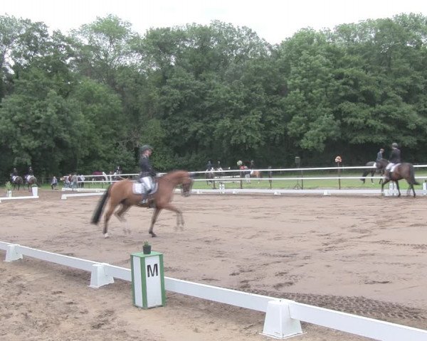 Reitturnier Wulkow 2019