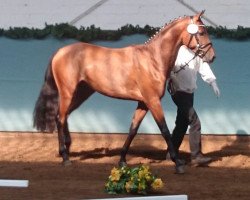 stallion Nitro J (Little German Riding Horse, 2012, from Bünteeichen-Nicato)