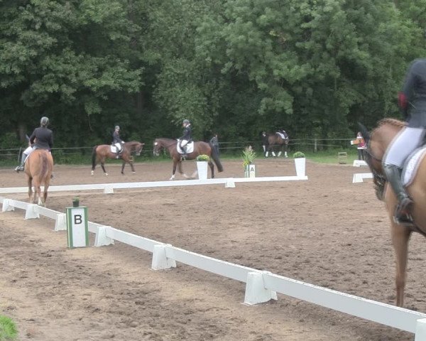 Reitturnier Wulkow 2019