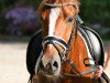 dressage horse Djim Beam J (German Riding Pony, 2013, from Dimension AT NRW)