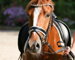 Dressurpferd Djim Beam J (Deutsches Reitpony, 2013, von Dimension AT NRW)