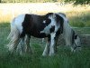 Zuchtstute Alaina (Tinker / Irish Cob / Gypsy Vanner, 2007)