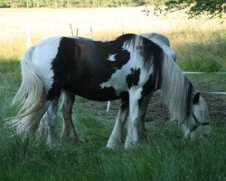 broodmare Alaina (Tinker / Irish Cob / Gypsy Vanner, 2007)