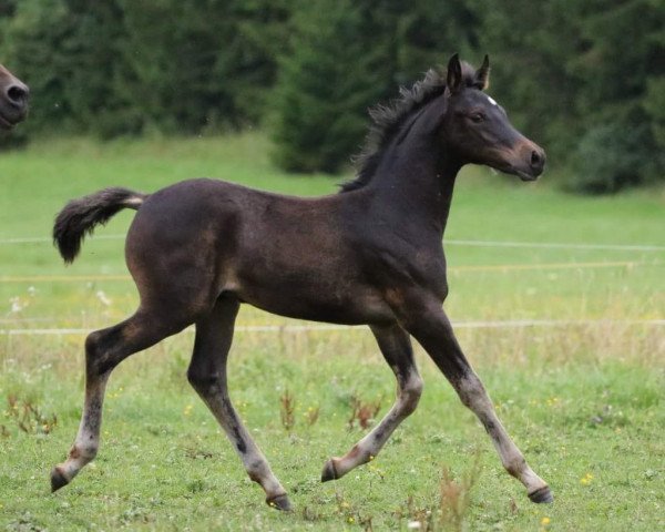 horse Djamil Ibn el Najim (Arabian, 2016, from PA Shai Najim)