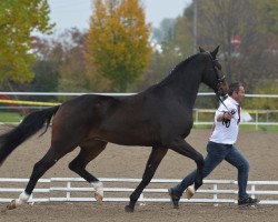 horse Olivit de Rugenet (Swiss Warmblood, 2012, from Olivi)