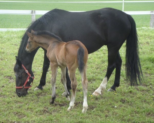 broodmare Hera de Niro (Swiss Warmblood, 2002, from De Niro)