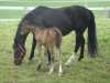 broodmare Hera de Niro (Swiss Warmblood, 2002, from De Niro)