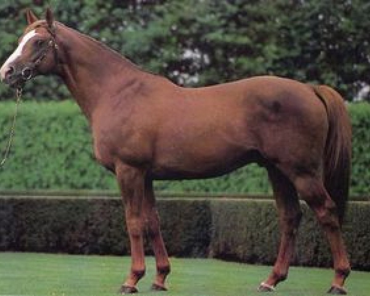 stallion Don Roberto xx (Thoroughbred, 1977, from Roberto xx)