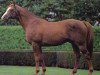 stallion Don Roberto xx (Thoroughbred, 1977, from Roberto xx)