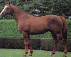 stallion Don Roberto xx (Thoroughbred, 1977, from Roberto xx)