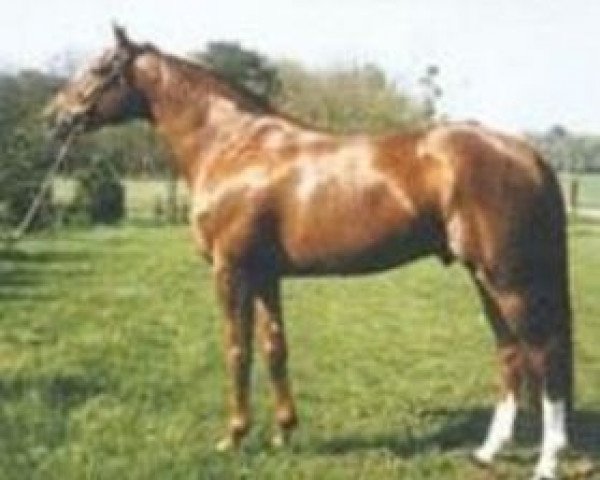 stallion Valespoir Malabry (Selle Français, 1987, from Double Espoir)