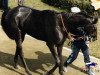 broodmare Kalawelsh xx (Thoroughbred, 1985, from Kalaglow xx)