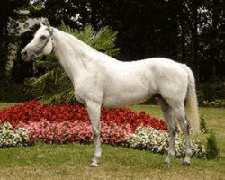 stallion Persian Ruler xx (Thoroughbred, 1995, from Don Roberto xx)