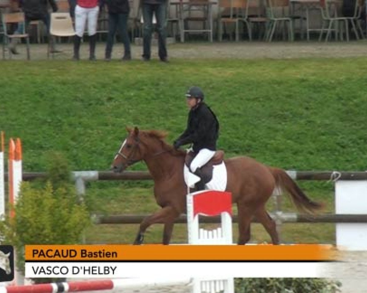 Pferd Vasco d'Helby (Selle Français, 2009, von Persian Ruler xx)