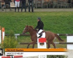 Pferd Vasco d'Helby (Selle Français, 2009, von Persian Ruler xx)