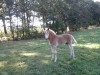 Pferd Merlin Stanley (Haflinger, 2016, von Starkwind)