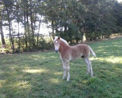 horse Merlin Stanley (Haflinger, 2016, from Starkwind)