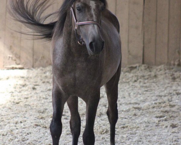 horse Amon ibn Amir ox (Arabian thoroughbred, 2014, from AMIR IBN AL AMRYA ox)