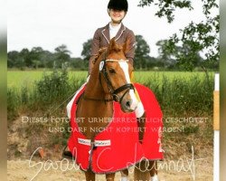 dressage horse Brandy Boy (German Riding Pony, 2002, from Black Boy)