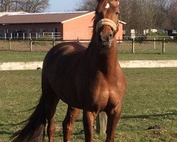 broodmare Fiderwolke (Oldenburg, 2010, from Fidertanz)