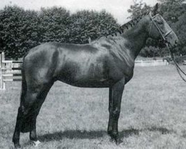 stallion Raa (Selle Français, 1961, from Verdi xx)
