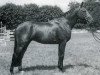stallion Raa (Selle Français, 1961, from Verdi xx)