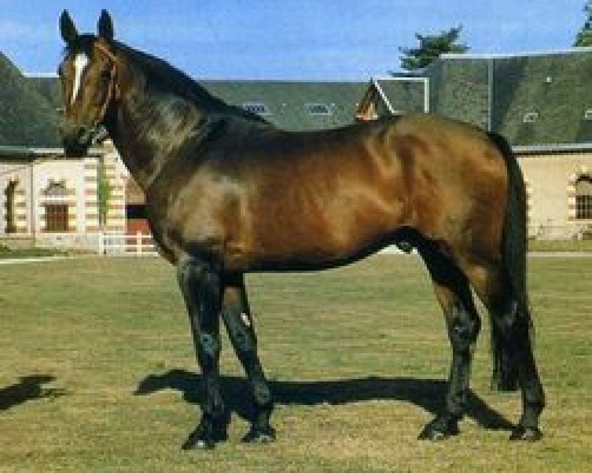 stallion Nut des Garandons (Selle Français, 1979, from Raa)