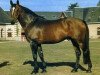 stallion Nut des Garandons (Selle Français, 1979, from Raa)