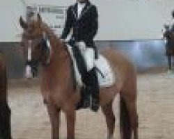 dressage horse Darius 367 (German Riding Pony, 1998, from Ulfenbach Dream Boy)