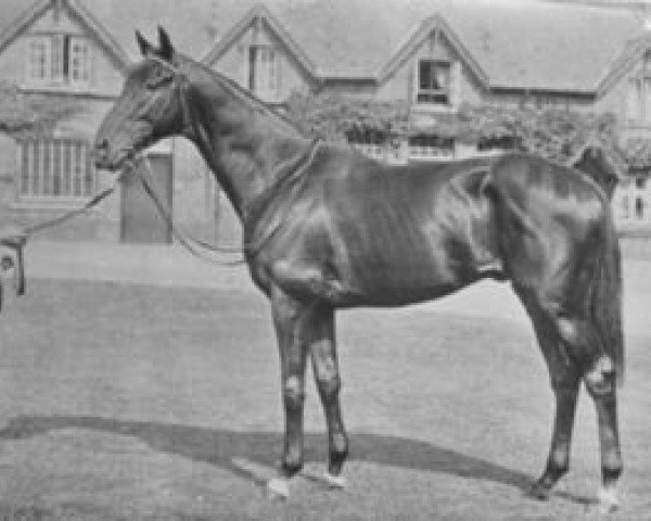 stallion Tiberius xx (Thoroughbred, 1931, from Foxlaw xx)
