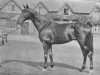 Pferd Tiberius xx (Englisches Vollblut, 1931, von Foxlaw xx)