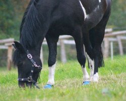 Pferd Sommerwind (Deutsches Reitpony, 2005, von Sterling)