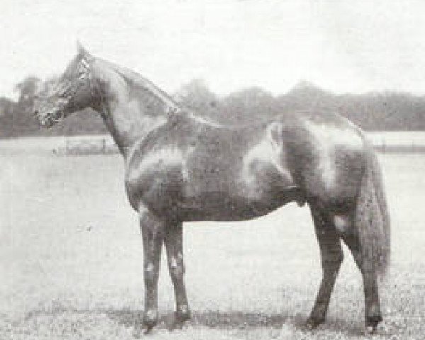 stallion Cylgad xx (Thoroughbred, 1909, from Cyllene xx)