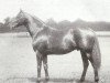 Pferd Cylgad xx (Englisches Vollblut, 1909, von Cyllene xx)